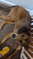 Reunited Male Dog last seen Endicott and Starkridge, Houston, TX 77035