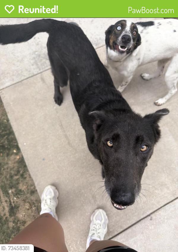 Reunited Female Dog last seen Near & Grant, Houston, TX 77070