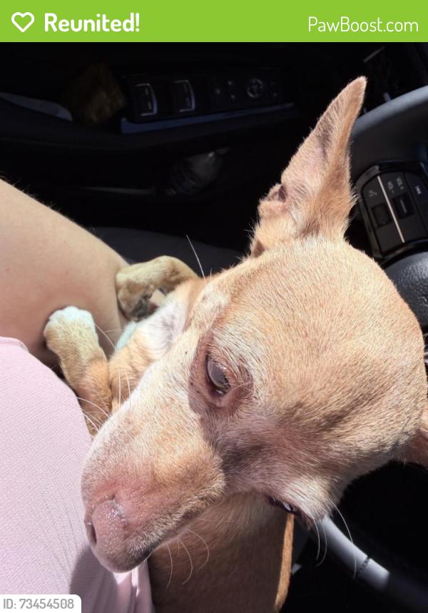 Reunited Unknown Dog last seen Fruitvale, Oakland, CA, USA, Oakland, CA 94601
