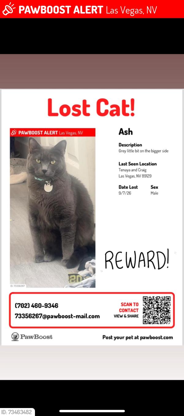 Lost Male Cat last seen W Craig rd & tenaya, Las Vegas, NV 89129