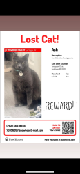 Lost Male Cat last seen W Craig rd & tenaya, Las Vegas, NV 89129