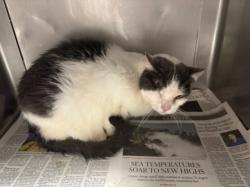 Shelter Stray Female Cat last seen , West Valley Animal Shelter, 20655 Plummer St, Chatsworth, CA 91311, USA