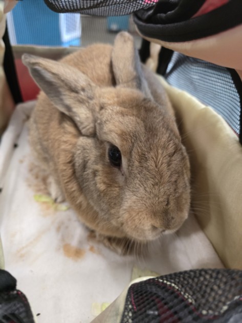Shelter Stray Female Other last seen , West Valley Animal Shelter, 20655 Plummer St, Chatsworth, CA 91311, USA