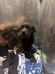 Shelter Stray Male Dog last seen DAFOSTE, 4710 TX-151, San Antonio, TX 78227, USA