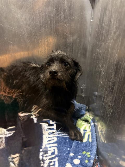 Shelter Stray Male Dog last seen DAFOSTE, 4710 TX-151, San Antonio, TX 78227, USA