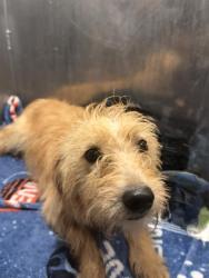 Shelter Stray Male Dog last seen DAFOSTE, 4710 TX-151, San Antonio, TX 78227, USA