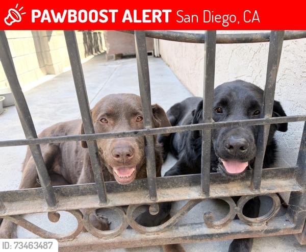 Lost Female Dog last seen Via del Bardo, San Diego, CA 92173