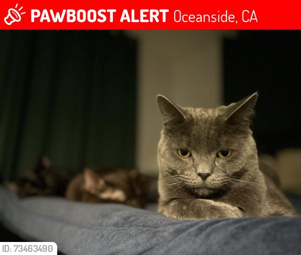 Lost Male Cat last seen avenida descanso oceanside, Oceanside, CA 92057