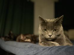Lost Male Cat last seen avenida descanso oceanside, Oceanside, CA 92057