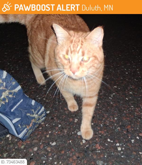 Found/Stray Unknown Cat last seen st micheals, Duluth, MN 55802