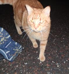 Found/Stray Unknown Cat last seen st micheals, Duluth, MN 55802