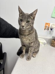 Found/Stray Unknown Cat last seen SE 35th St., Topeka, KS 66605