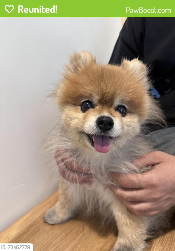 Reunited Male Dog last seen Spring valley La Bonita supermarket, Las Vegas, NV 89147