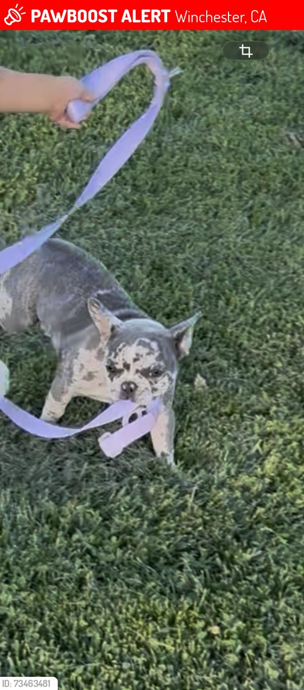 Lost Female Dog last seen Sunny Hills and yates rd, Winchester, CA 92596