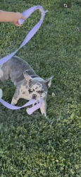 Lost Female Dog last seen Sunny Hills and yates rd, Winchester, CA 92596