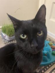 Lost Male Cat last seen Lombardy and W Grace Street, Richmond, VA 23220