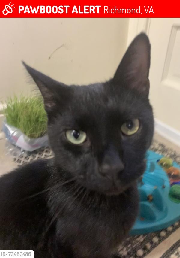 Lost Male Cat last seen Lombardy and W Grace Street, Richmond, VA 23220