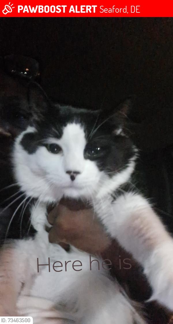 Lost Male Cat last seen Party corner or wawa, Seaford, DE 19973