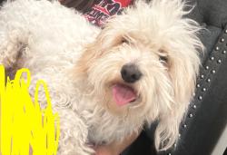 Lost Male Dog last seen Orchard apmts and santiago mobil home park, San Bernardino, CA 92410