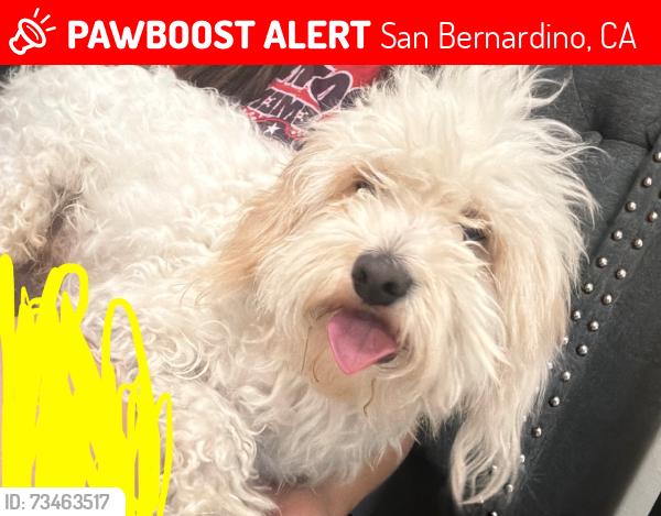 Lost Male Dog last seen Orchard apmts and santiago mobil home park, San Bernardino, CA 92410