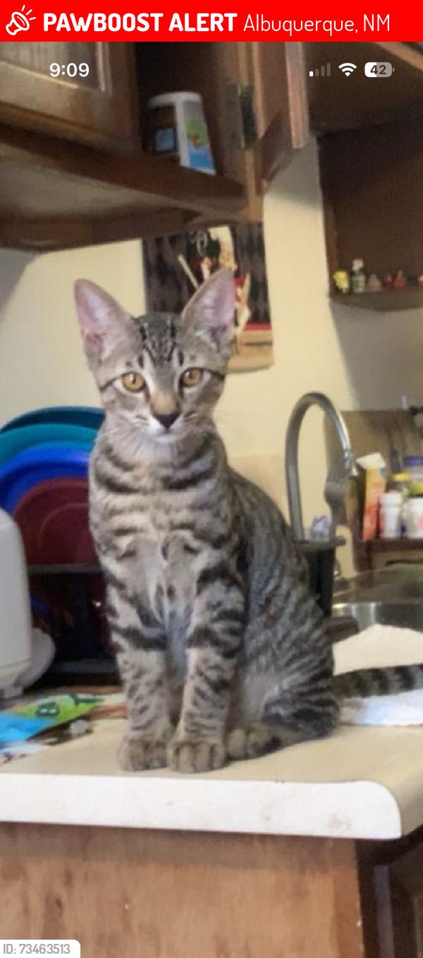 Lost Male Cat last seen Pear, San Ygnacio, Goff, arenal coors, Albuquerque, NM 87105