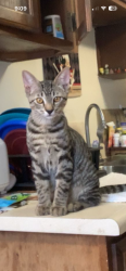 Lost Male Cat last seen Pear, San Ygnacio, Goff, arenal coors, Albuquerque, NM 87105