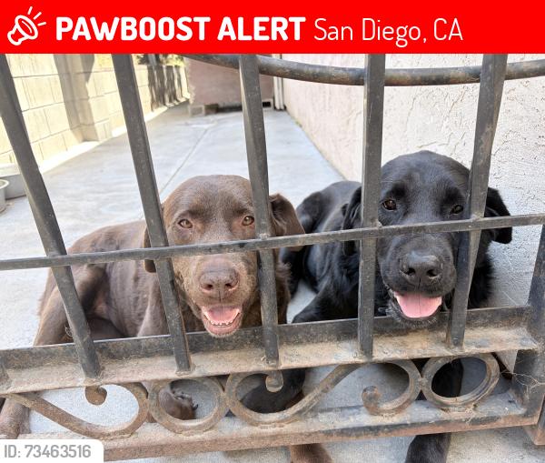 Lost Unknown Dog last seen Vía del Bardo, San Diego, CA 92173