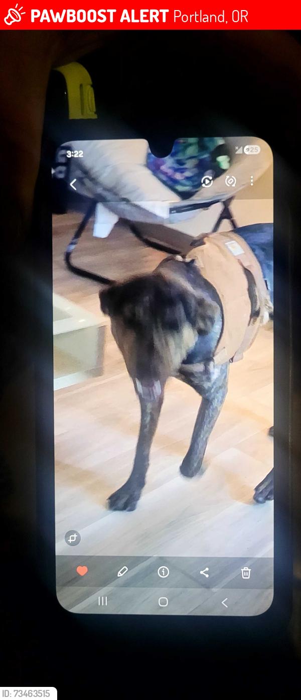 Lost Male Dog last seen Se 111th and clinton, Portland, OR 97266