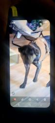 Lost Male Dog last seen Se 111th and clinton, Portland, OR 97266