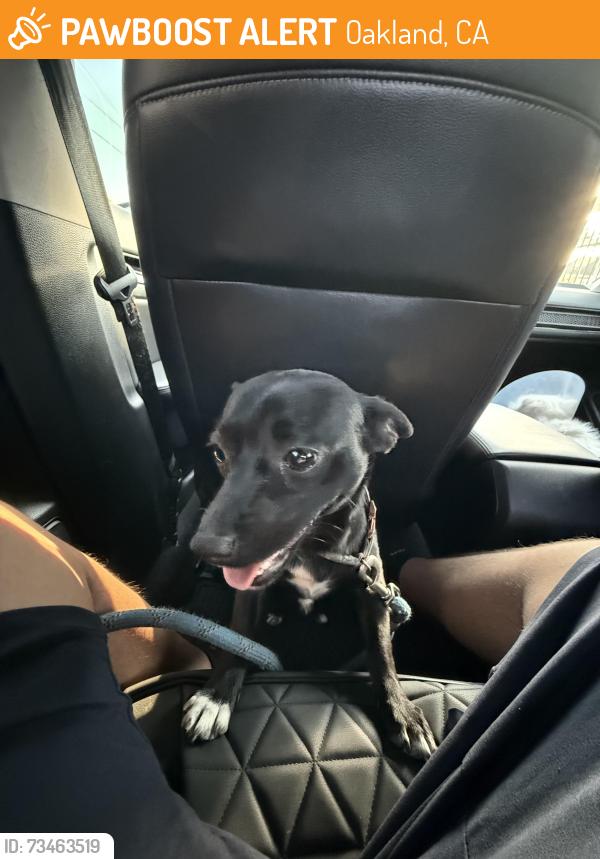 Found/Stray Male Dog last seen 42nd street, Oakland, CA 94601