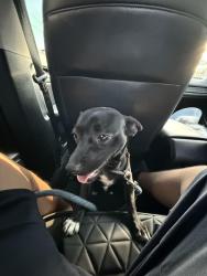 Found/Stray Male Dog last seen 42nd street, Oakland, CA 94601