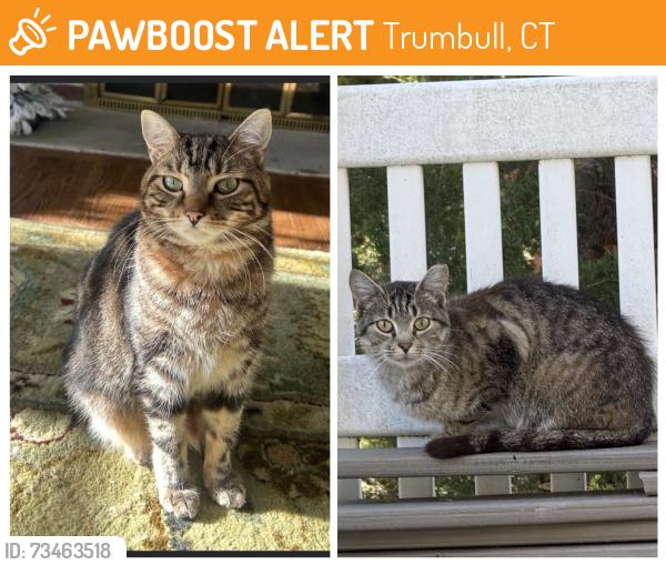 Found/Stray Unknown Cat last seen Sport Hill Rd and Rock hse Rd, Trumbull, CT 06611