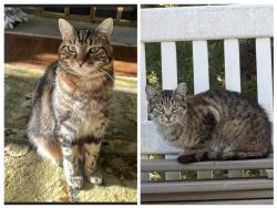 Found/Stray Unknown Cat last seen Sport Hill Rd and Rock hse Rd, Trumbull, CT 06611