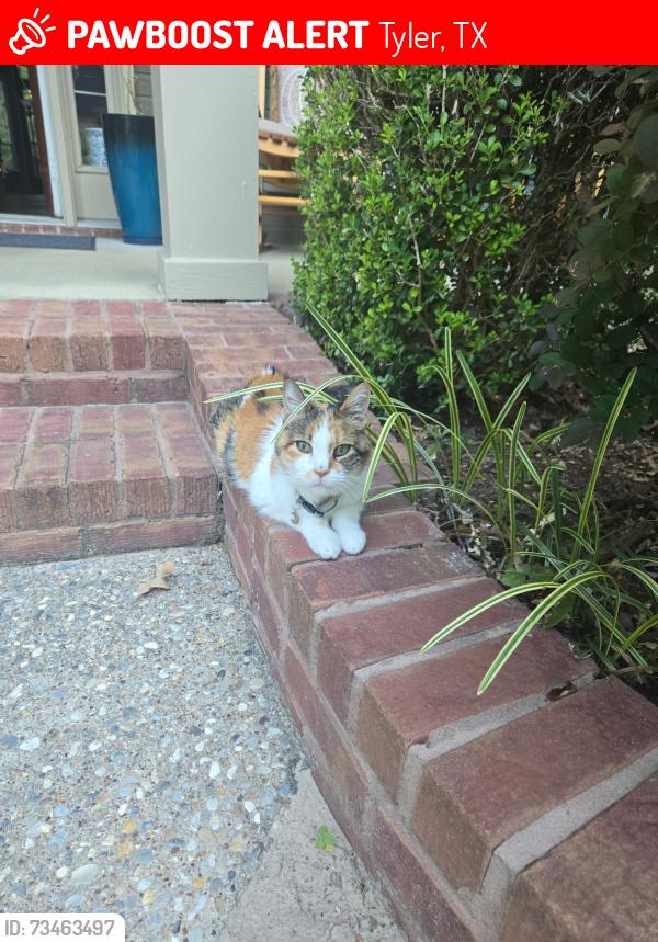 Lost Female Cat last seen Woods Blvd & Brookview Ct., Tyler Tx 75707, Tyler, TX 75707