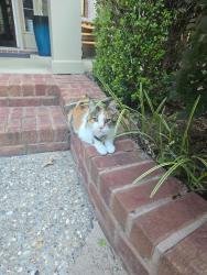 Lost Female Cat last seen Woods Blvd & Brookview Ct., Tyler Tx 75707, Tyler, TX 75707