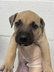Shelter Stray Male Dog last seen Near N. Rose, 21205, MD, 2490 Giles Rd, Baltimore, MD 21225, USA