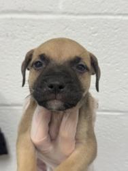 Shelter Stray Unknown Dog last seen Near N. Rose, 21205, MD, 2490 Giles Rd, Baltimore, MD 21225, USA