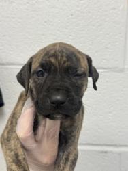 Shelter Stray Male Dog last seen Near N. Rose, 21205, MD, 2490 Giles Rd, Baltimore, MD 21225, USA