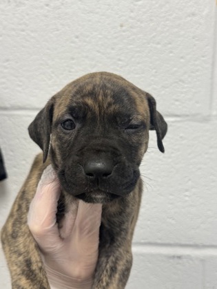 Shelter Stray Male Dog last seen Near N. Rose, 21205, MD, 2490 Giles Rd, Baltimore, MD 21225, USA