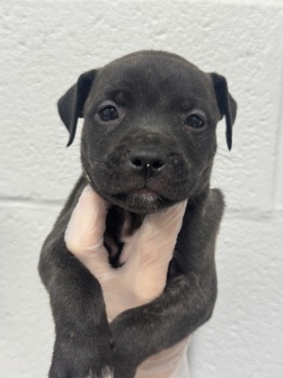 Shelter Stray Female Dog last seen Near N. Rose, 21205, MD, 2490 Giles Rd, Baltimore, MD 21225, USA