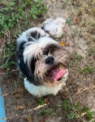 Shelter Stray Male Dog last seen W DUNKLIN ST, Dunnellon, FL, 4030 S Airport Rd, Inverness, FL 34450, USA