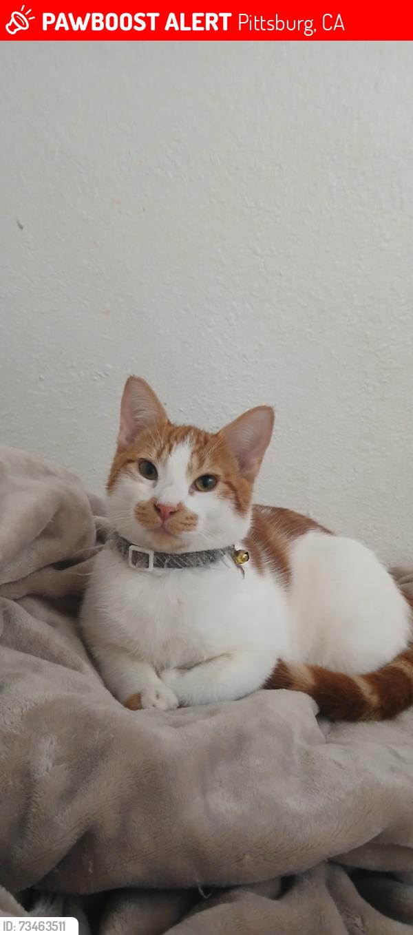 Lost Male Cat last seen Dover way/ Leland, Pittsburg, CA 94565