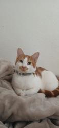 Lost Male Cat last seen Dover way/ Leland, Pittsburg, CA 94565