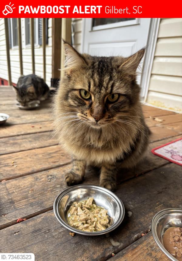 Lost Female Cat last seen Broad Street and Hayes Street, Gilbert, SC 29054