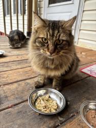 Lost Female Cat last seen Broad Street and Hayes Street, Gilbert, SC 29054