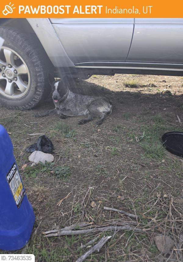 Found/Stray Male Dog last seen Indian Ridge Ranch, Indianola, UT 84629