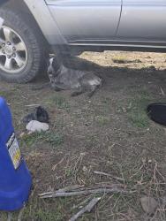 Found/Stray Male Dog last seen Indian Ridge Ranch, Indianola, UT 84629
