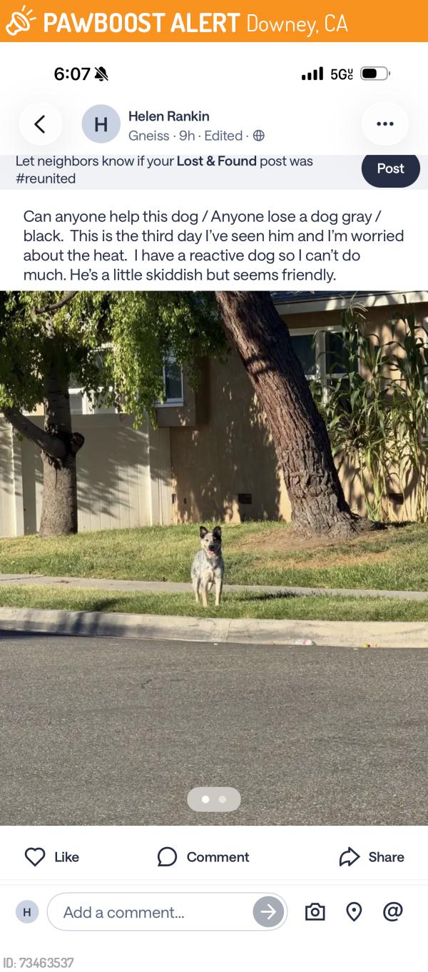Found/Stray Male Dog last seen Near paramount and garden dale small streets, Downey, CA 90242