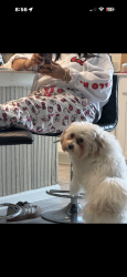 Lost Male Dog last seen Champions gate, Davenport, FL 33896