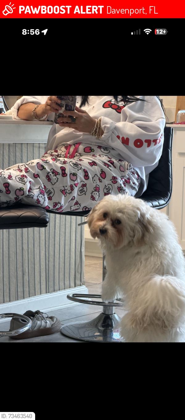 Lost Male Dog last seen Champions gate, Davenport, FL 33896